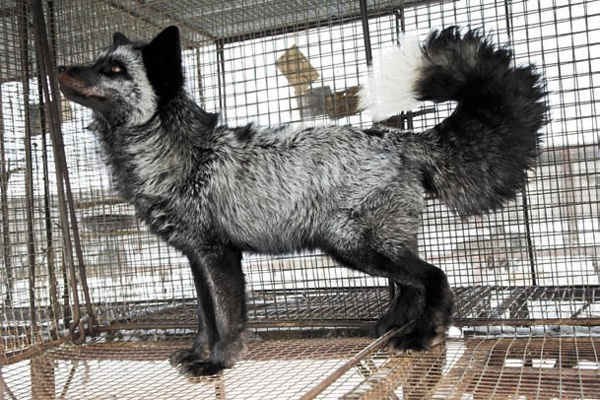 «Яаечный» хвост (Фотоархив ИЦиГ СО РАН)