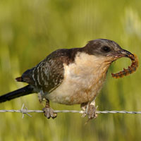Паразит на страже хозяйского гнезда