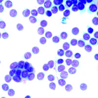 Когда нападают зомби: пять паразитов, кошечки и неизбежный апокалипсис