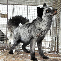 Рис. 1. Лиса из линии с отбором на «добродушие»