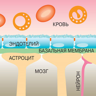 Открыть ворота гематоэнцефалического барьера