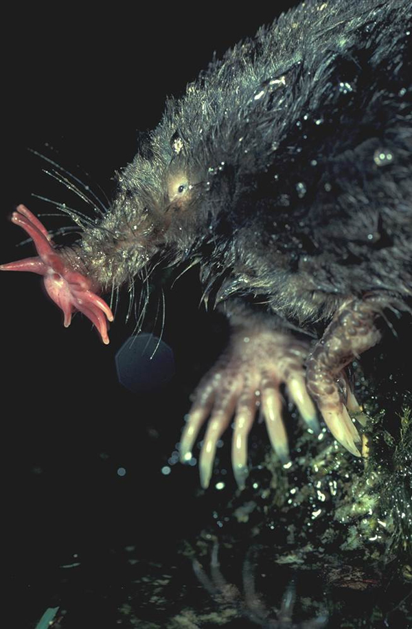 Глаза у кротов, живущих под землей, а также у протеев — земноводных, обитающих в воде в темных пещерах, относятся к рудиментам. Пользы от них немного, чего не скажешь о крыльях страуса. Они играют роль аэродинамических рулей при беге, используются для обороны. Самки защищают крыльями птенцов от палящих лучей солнца