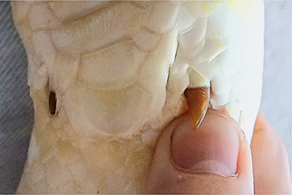 Удавы и питоны имеют так называемые анальные шпоры — одиночные когти, являющиеся рудиментом задних ног. Известны случаи появления у змей атавистических конечностей