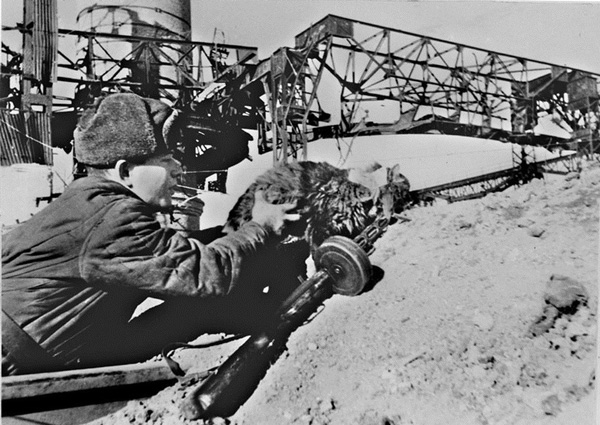 Кот, выросший при постоянной стрельбе из всех видов оружия, при разрывах снарядов, бомб и гранат, не реагировал на эти стимулы, стрессорные для любого живого существа. Более того, он выполнял обязанности связного — видна бумага, прикрепленная к ошейнику