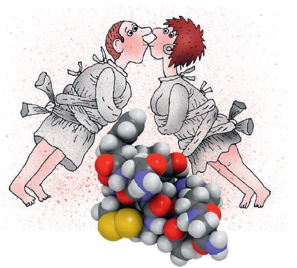 <b>Вазопрессин</b>. Гормон гипоталамуса, который накапливается в задней доле гипофиза и оттуда секретируется в кровь. Секреция увеличивается при повышении осмолярности плазмы крови и уменьшении объёма внеклеточной жидкости. А ещё вазопрессин влияет на работу кровеносных сосудов и головного мозга.