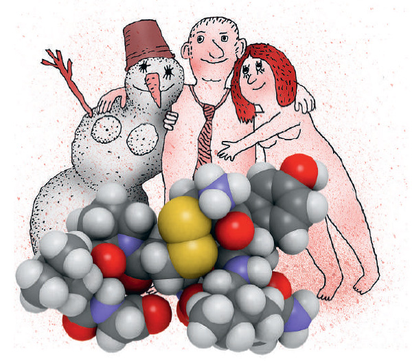 <b>Окситоцин</b>.  Гормон гипоталамуса, который транспортируется в заднюю долю гипофиза, где накапливается (депонируется) и выделяется в кровь. Имеет олигопептидное строение.