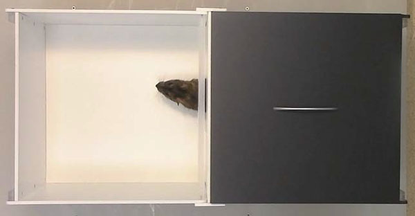 Рис. 6. Крыса в тесте «светлая-темная камера» («Природа» №3, 2015)