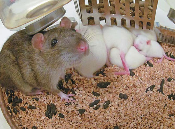 Рис. 8. Потомство крыс, участвовавших в эксперименте по трансплантации эмбрионов гипертензивных самок («Природа» №3, 2015)