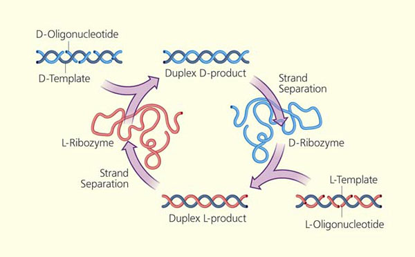 Схема взаимной репликации левых (L) и правых (D) рибозимов («Природа» №1, 2015)