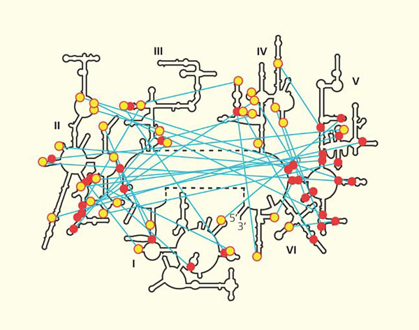 Вторичная структура молекулы 23S-рРНК («Природа» №1, 2015)