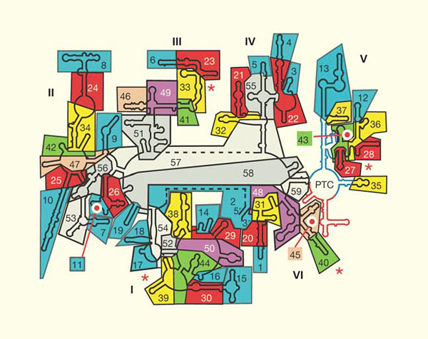 Молекула 23S-рРНК как трехмерная головоломка («Природа» №1, 2015)