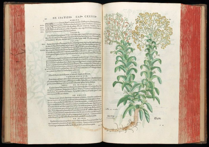 Вайда красильная (Isatis tinctoria)