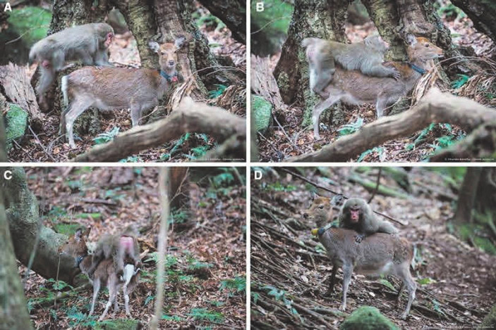 Половое поведение самца японского макака. <b>A</b>–<b>C</b> — самец вскочил на первую самку оленя, она стояла с полным безразличием; <b>D</b> — макак попробовал овладеть другой самкой, но она явно была недовольна и сбросила приставучую обезьяну (Pelé et al., 2017) (ТрВ №3(222), 14 февраля 2017 г.)