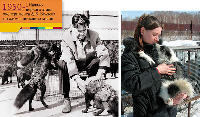 Д. К. Беляев на звероферме экспериментального хозяйства СО АН СССР. Ручные лисицы («Наука из первых рук» №2/3 (74), 2017)
