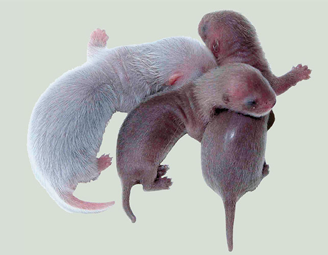 Выводок «единоутробных братьев» из представителей разных видов (хорька и европейской норки) («Наука из первых рук» №2/3 (74), 2017)