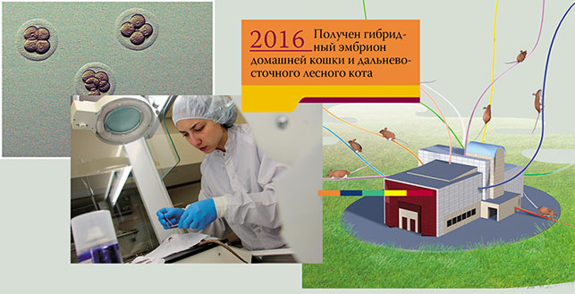 Гибридный эмбрион домашней кошки и дальневосточного лесного кота («Наука из первых рук» №2/3 (74), 2017)