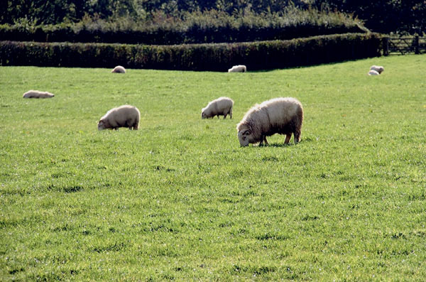 Пасущиеся овцы. Фото Александра Ефремкина («Наука и жизнь» №9, 2017)