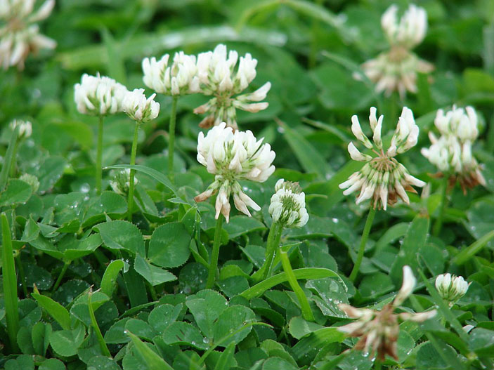 Клевер ползучий (Trifolium repens L.), он же клевер голландский, клевер белый и кашка белая. Фото: Forest Starr & Kim Starr / Wikimedia Commons / CC BY 3.0 («Наука и жизнь» №12, 2017)