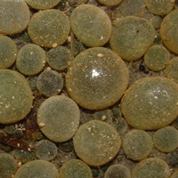 Современный аналог эдиакарских Beltanelliformis — сферические колонии пресноводных цианобактерий Nostoc communis