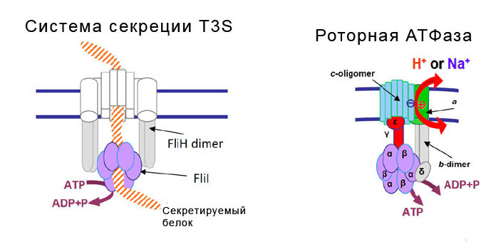 Структура роторной АТФазы и системы секреции белков T3S