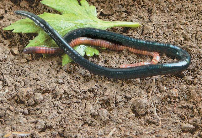 Дождевые черви: крупный черный — Drawida ghilarovi и полосатый — Eisenia fetida (Природа» №5, 2016)