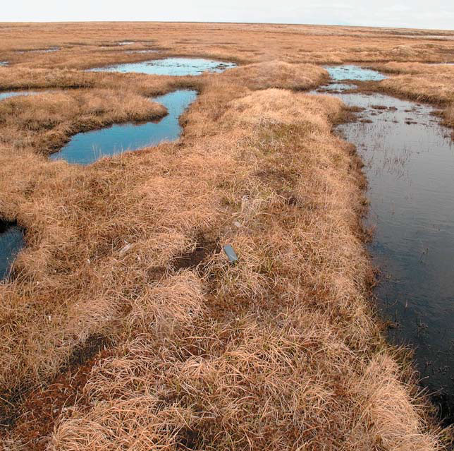 Южное побережье Чаунской губы (Природа» №5, 2016)