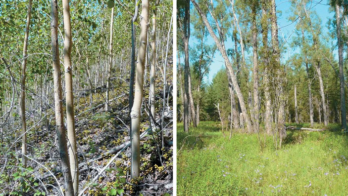 Под опадом лиственных пород деревьев черви подвида E. n. nordenskioldi нередки (Природа» №5, 2016)