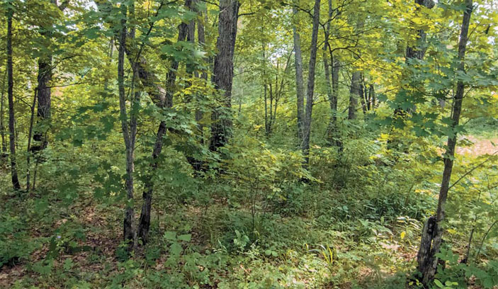 Один из характерных участков смешанных лесов в долине Амура и на Северном Сихотэ-Алине (Природа» №5, 2016)