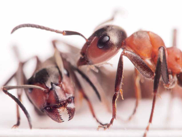 Фото Андрей Павлов/Dreamstime.com