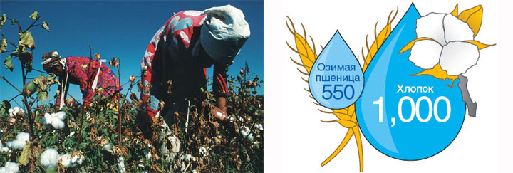 Слева: Значительную часть объема воды для орошения забирает хлопчатник. Переход на выращивание менее влаголюбивых культур — таких как озимая пшеница — мог бы сберегать воду, столь необходимую для возрождения Аральского моря. Однако здешние страны делают упор на продажу хлопка за рубеж. Справа: Потребление воды сельхозкультурами (кол-во осадков и оросительной воды на сезон, мм). Изображение: «В мире науки»