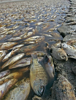 Мертвая рыба тилапия устилает берег озера Солтон-Си в американском штате Калифорния — из-за неумеренного забора воды для орошения полей вода в нем становится все солонее. Рассматриваются различные планы по опреснению этого озера. Изображение: «В мире науки»