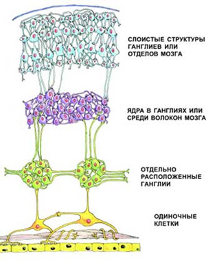 Основные структурные уровни организации нервной системы. Самый простой уровень — одиночная клетка, воспринимающая и генерирующая сигналы. Более сложным вариантом являются скопления тел нервных клеток — ганглии. Формирование ядер или слоистых клеточных структур — высший уровень клеточной организации нервной системы (рисунок автора)