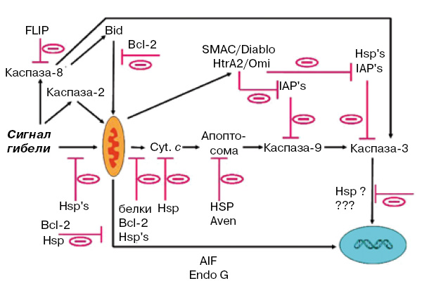 Рис. 2. Схема путей, по которым сигнал апоптотической гибели доходит до митохондрий и дальше распространяется по клетке, заканчиваясь распадом хроматина и фрагментацией ядра. Важную роль в прохождении апоптотического сигнала играет активация каспаз, семейства протеолитических ферментов. Hsp — белки теплового шока, Cyt. c — цитохром c; подробнее о каспазах, белках семейств Bcl-2, IAP, а также SMAC, иначе называемом Diablo, см. в тексте