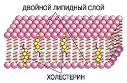 Холестерин — важный компонент клеточной мембраны. Изображение: «Наука и жизнь»