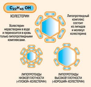 Схема обмена холестерина в организме. Именно белково-жировые комплексы — липиды разносят холестерин по организму. Если в кровотоке возникает избыток липопротеидов низкой плотности, то это вызывает отложение холестерина в стенках сосудов, ожирение и атеросклероз, что приводит к болезням, связанным с кровообращением. Липопротеиды высокой плотности, наоборот, замедляют рост бляшек и ведут к торможению процессов атеросклероза. То есть в организме существует механизм регуляции обмена холестерина. Изображение: «Наука и жизнь»