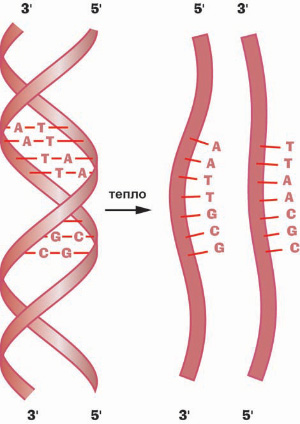 Рис. 2. При нагревании две комплементарные нити ДНК расходятся – она плавится