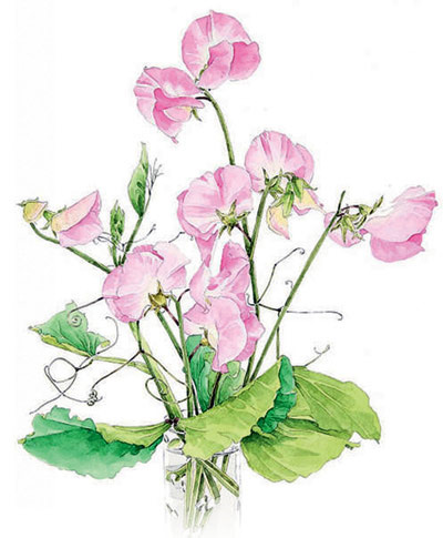 Цветок гороха. Рисунoк Есиюки Ибараки (Yoshiyuki Ibaraki)