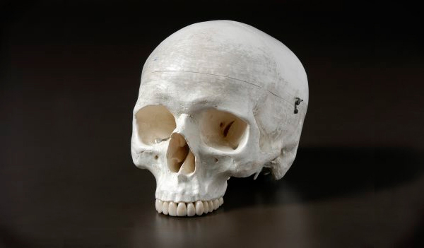 Человек разумный Homo sapiens. Геном предположительно на 90% состоит из мусора