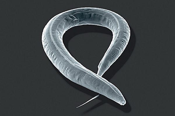 <b>Свободноживущая нематода <i>Caenorhabditis elegans</i></b><br> Маленький модельный геном животного. Геном: 100 млн пар оснований. Генов: ~20 000