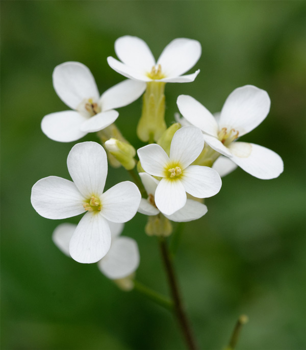 <b>Резуховидка Таля <i>Arabidopsis thaliana</i> </b><br>Маленький модельный растительный геном. Геном: 119 млн пар оснований. Генов: ~25 000