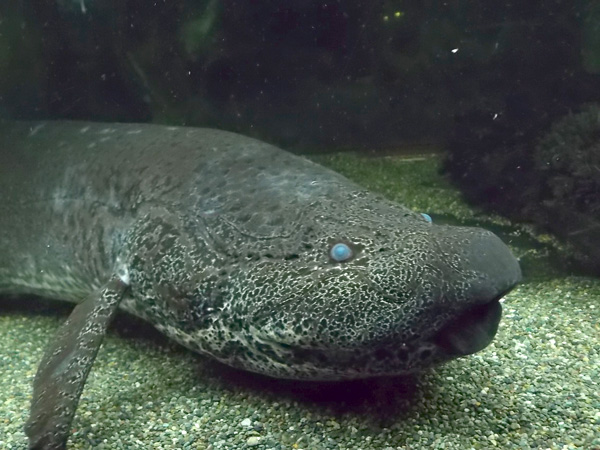 <b>Двоякодышащая рыба протоптер <i>Protopterus aethiopicus</i> </b><br> Самый большой известный геном. Геном: 133 млрд пар оснований. Генов: много