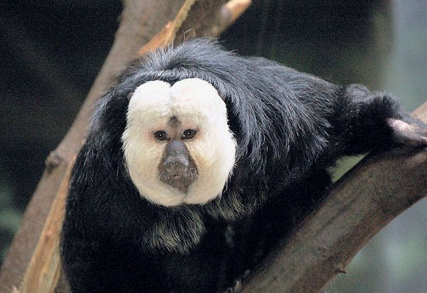 Переплывшие моря и океаны ("Наука и жизнь", №8, 2015)