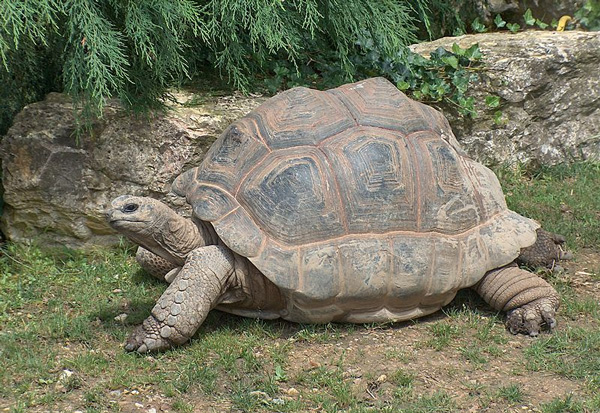 Исполинская, или сейшельская, черепаха, — она изображена на гербе Республики Сейшельские Острова