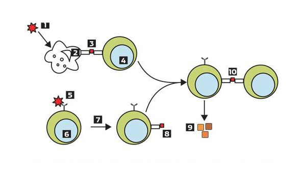 Взаимодействие В-лимфоцитов, Т-лимфоцитов и антиген-презентирующих клеток