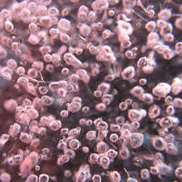 Рекордно древний лед