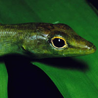 Зеленая кровь