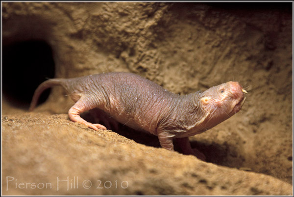 Рис. 1. Голый землекоп