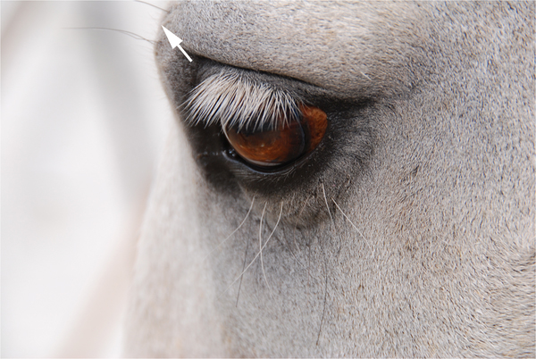 Рис. 3. У лошадей нет бровей, но они приподнимают кожу над внутренним уголком глаза, как человек, когда поднимает бровь