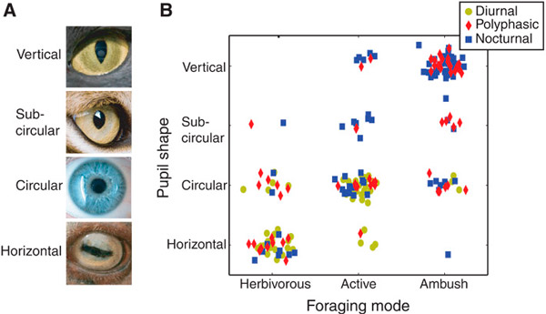 <b>Рис. 1.</b> Разные формы зрачков животных