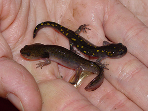 Ambystoma maculatum: личинка (слева) и особь, прошедшая метаморфоз (справа). Фото с сайта vernalpools.enaturalist.org